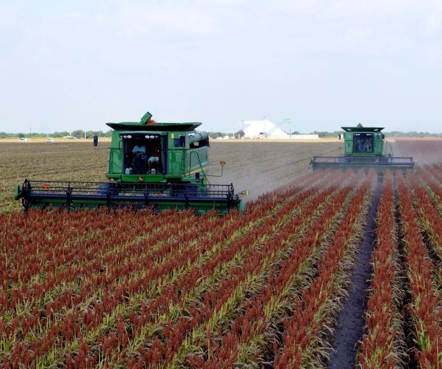 Bajo rendimiento en la cosecha del sorgo Bajo rendimiento en la cosecha del sorgo
