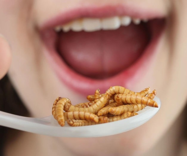 Comer insectos beneficia cambio climático y dan hasta el 80% de nutrientes Comer insectos beneficia cambio climático y dan hasta el 80% de nutrientes