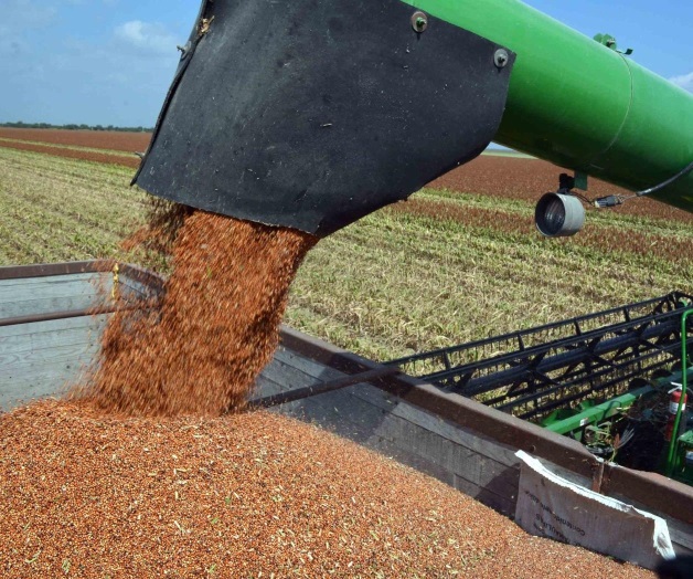 Desmienten robo de cosecha en Matamoros Desmienten robo de cosecha en Matamoros