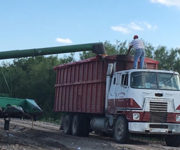 Avanzan cosechas de maíz, sorgo y algodón Avanzan cosechas de maíz, sorgo y algodón