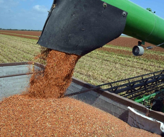 Desmienten robo de la cosecha en Matamoros Desmienten robo de la cosecha en Matamoros