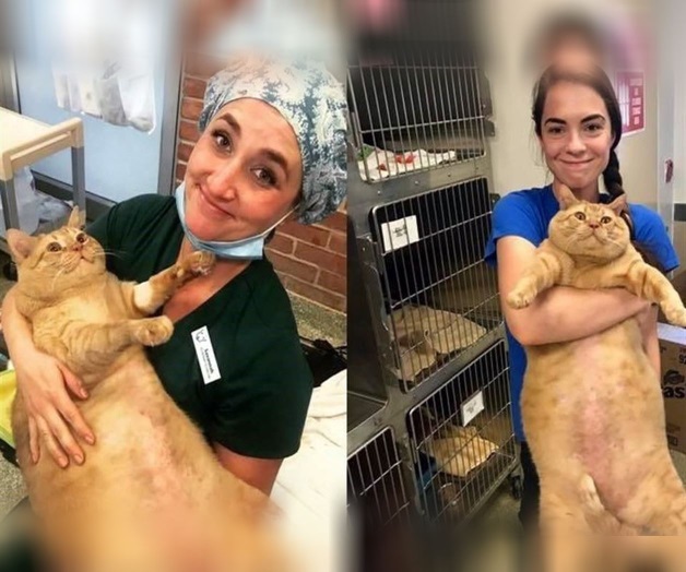 Buscan adelgazar gato para que lo adopten; pesa 15 kilos