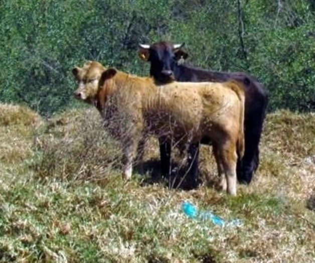 Alerta el calor actividades agropecuarias en Nuevo León Alerta el calor actividades agropecuarias en Nuevo León
