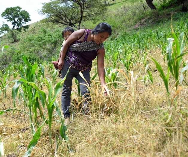 Culpan al Ejército de dañar sembradíos al lanzar químicos Culpan al Ejército de dañar sembradíos al lanzar químicos
