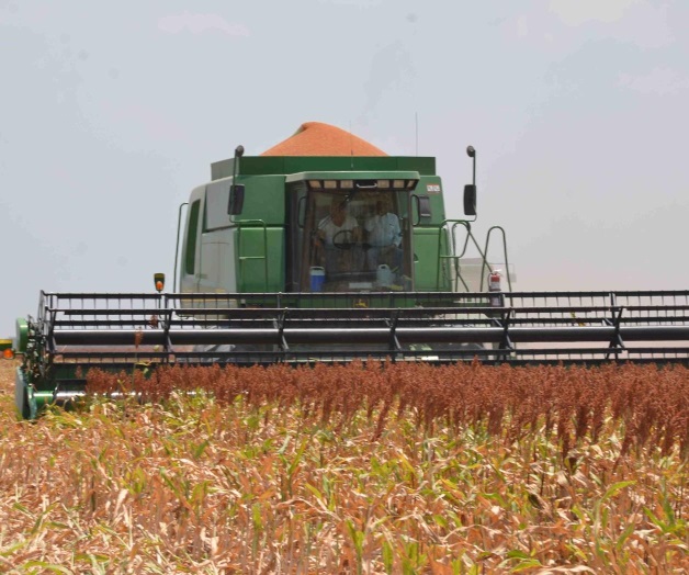 Esperan productores ya definirprecios de granos con Sagarpa Esperan productores ya definirprecios de granos con Sagarpa