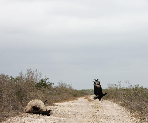Muere ganado por plaga de garrapatas Muere ganado por plaga de garrapatas