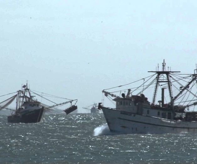 Colapsa la flota camaronera por falta de capital Colapsa la flota camaronera por falta de capital