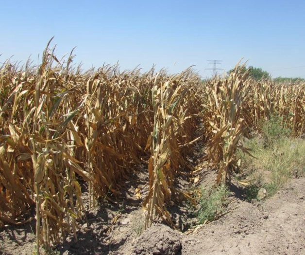 Inician cosechas; no existe precio definido Inician cosechas; no existe precio definido