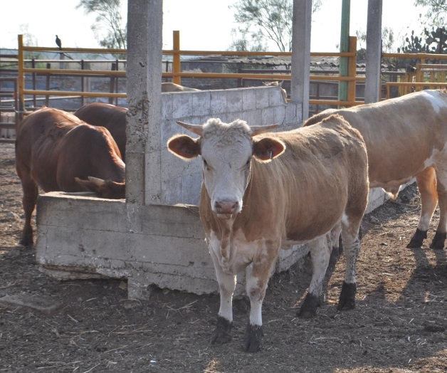 Previenen la muerte de ganado Previenen la muerte de ganado