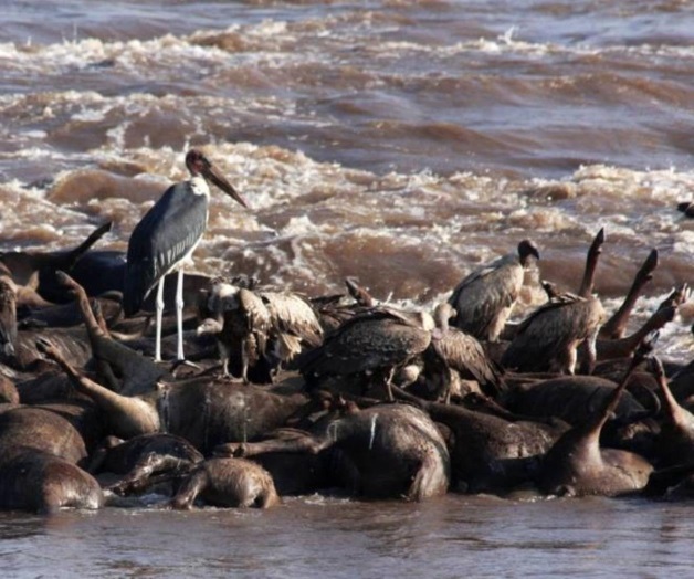Dan vida miles de ñus al río que los ahoga