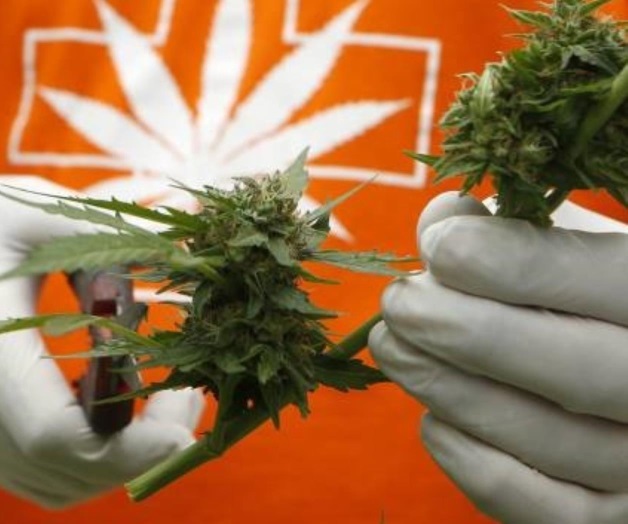 Desde hoy es legal el uso de la mariguana con fines medicinales en México Desde hoy es legal el uso de la mariguana con fines medicinales en México