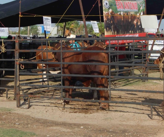Sequía está acabando con hatos ganaderos. Esperan ansiosos llegada de lluvias Sequía está acabando con hatos ganaderos. Esperan ansiosos llegada de lluvias