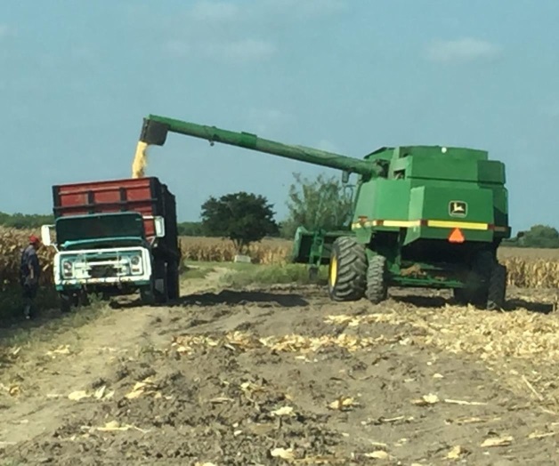 Apuran trillas; temen lluvias Apuran trillas; temen lluvias