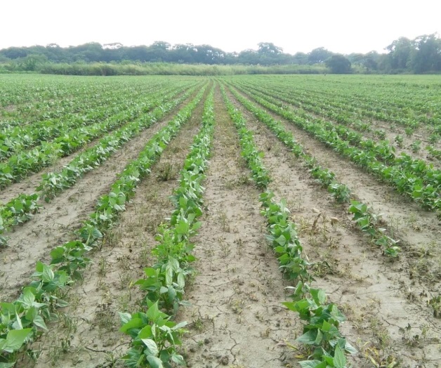 En peligro el 30% de soya En peligro el 30% de soya