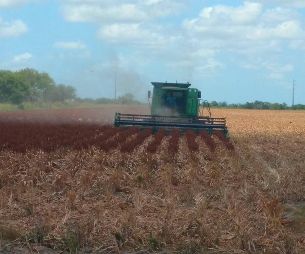 En marcha últimas trillas de grano rojo En marcha últimas trillas de grano rojo