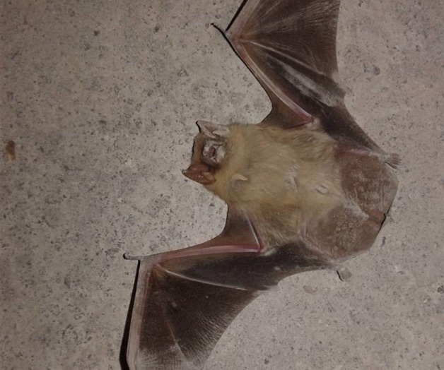 Asombra plaga y muerte repentina de murciélagos Asombra plaga y muerte repentina de murciélagos