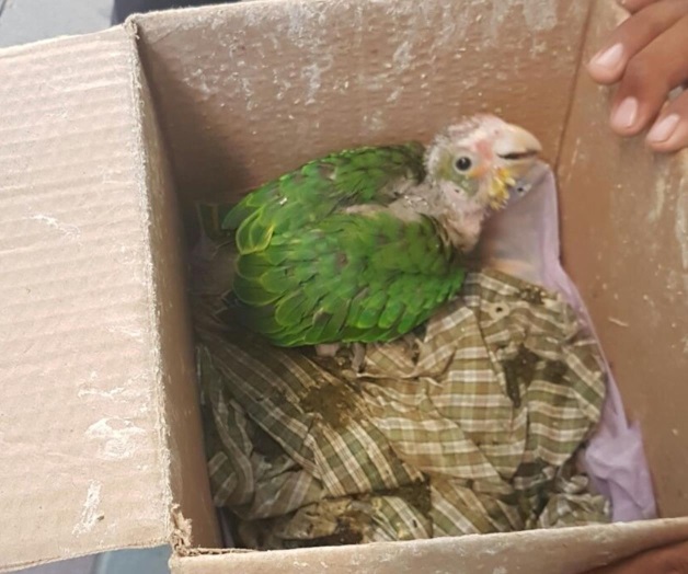 Vendía ave en extinción, lo detienen Vendía ave en extinción, lo detienen