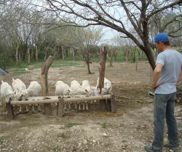 Descartan casos de brucelosis y tuberculosis