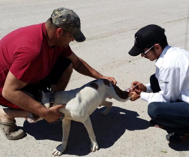 Azota plaga de garrapatas y pulgas a animales domésticos Azota plaga de garrapatas y pulgas a animales domésticos