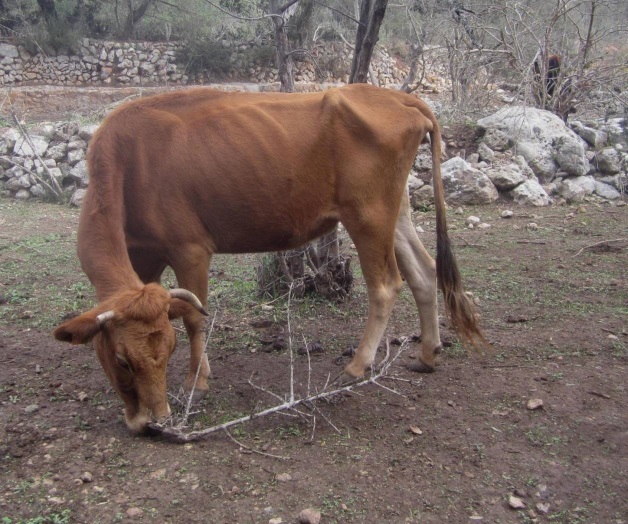 Demandan ganaderos pago de Progan y apoyo Demandan ganaderos pago de Progan y apoyo