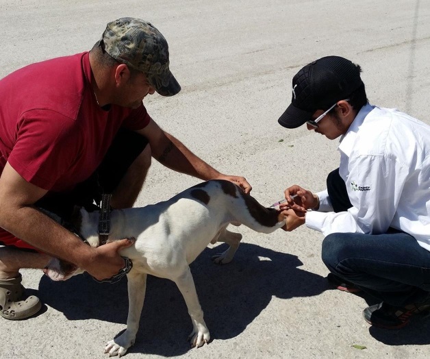 Repuntan plagas por las altas temperaturas Repuntan plagas por las altas temperaturas