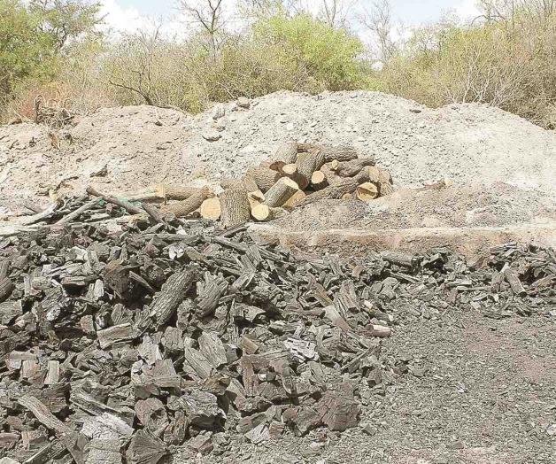 Vigilan la tala de árboles Vigilan la tala de árboles