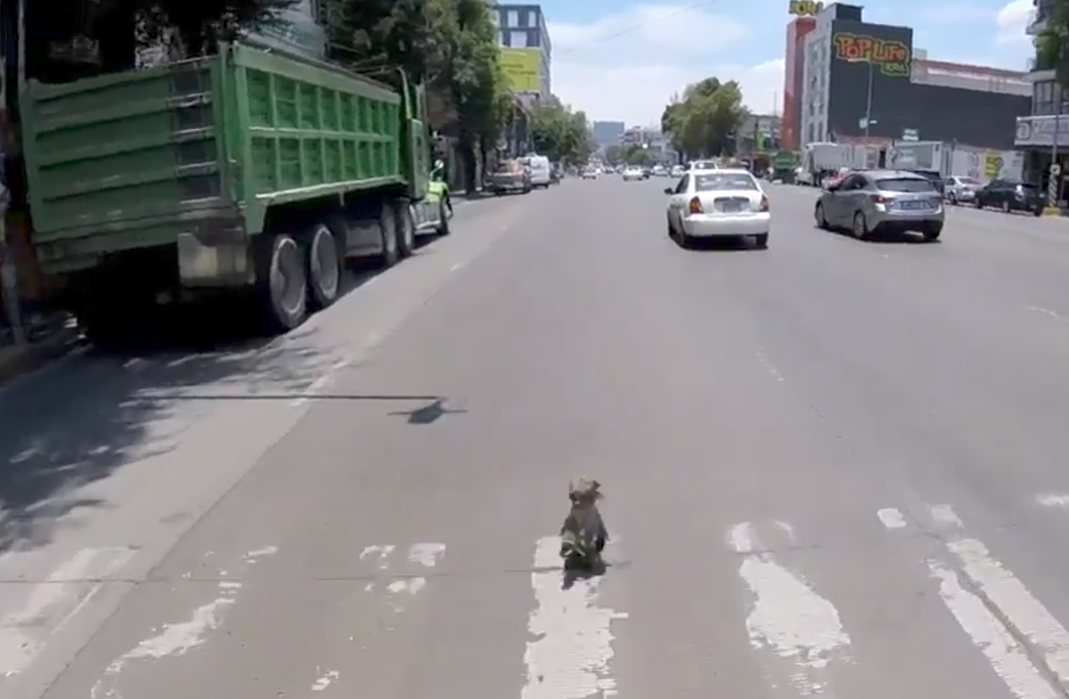 El rescate de un perro ¡a toda velocidad!