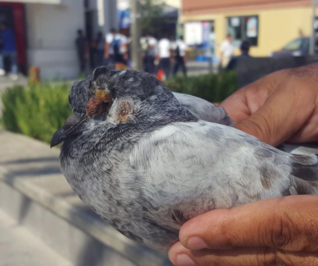 Ola de calor afecta a las palomas Ola de calor afecta a las palomas