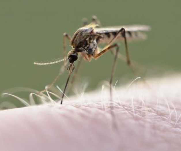 Reynosa y Tampico con varios casos de Dengue