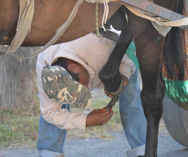 Pocos cumplen con reglamentopara la protección de animales Pocos cumplen con reglamentopara la protección de animales
