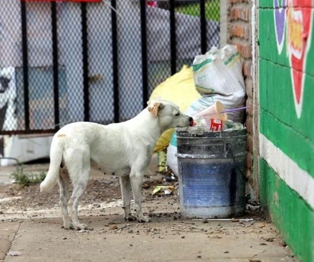 Ven ineficaz sacrificar perros callejeros Ven ineficaz sacrificar perros callejeros