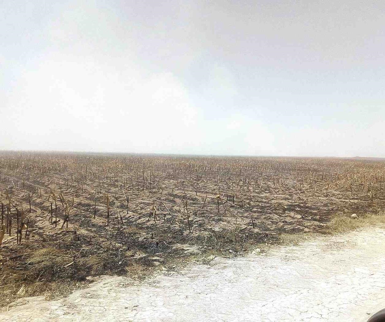 Se queman veinte Ha. de soca de maíz Se queman veinte Ha. de soca de maíz