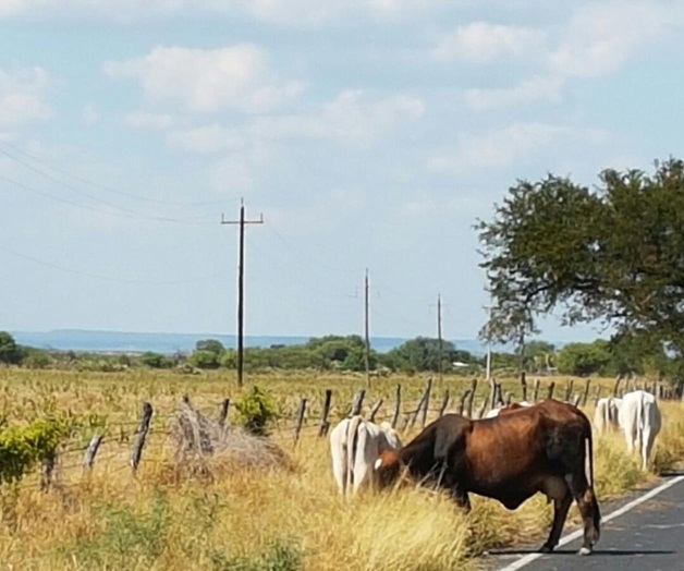 Recorte del Proagro afectaa ganaderos Recorte del Proagro afectaa ganaderos