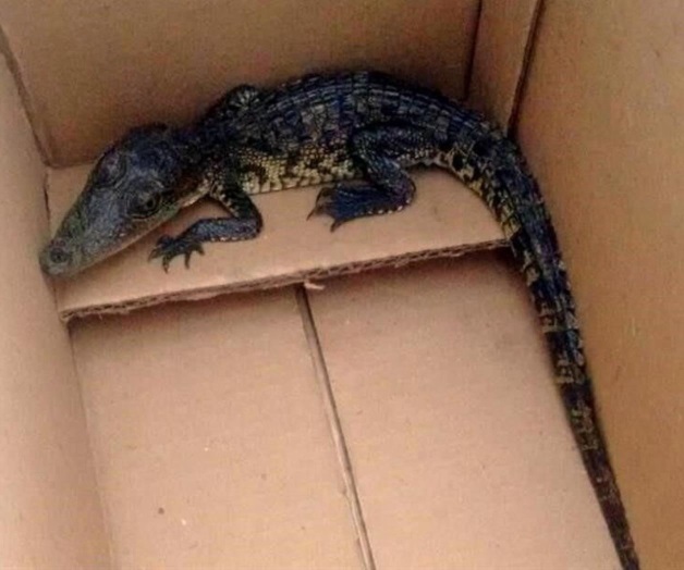 Hallan cocodrilos en paquetería de envío en CDMX Hallan cocodrilos en paquetería de envío en CDMX