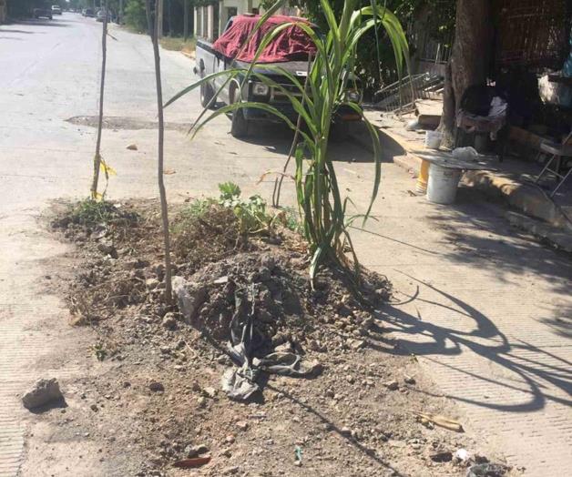 ‘Si la Comapa te da milpas, cosecha maíz’