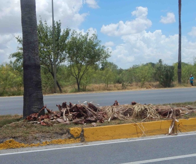 ¿Y las ramas, apá?