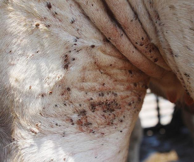 Plaga de garrapatas por calor provoca la muerte de reses Plaga de garrapatas por calor provoca la muerte de reses