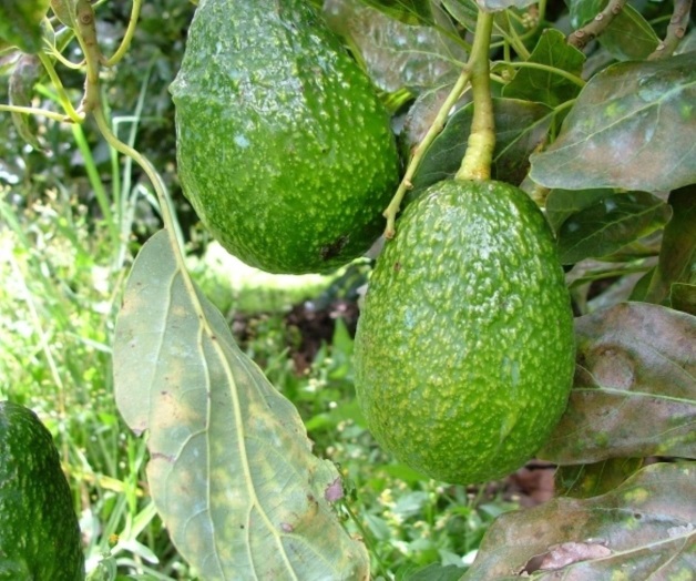 Michoacán es líder mundial en producción de aguacate Michoacán es líder mundial en producción de aguacate