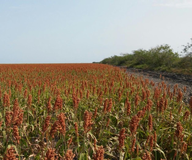 Exigen igualdad para el campo mexicano Exigen igualdad para el campo mexicano