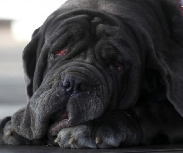 Dan premio a Martha por ser el perro más feo del mundo Dan premio a Martha por ser el perro más feo del mundo