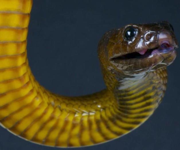 La serpiente más venenosa del mundo La serpiente más venenosa del mundo
