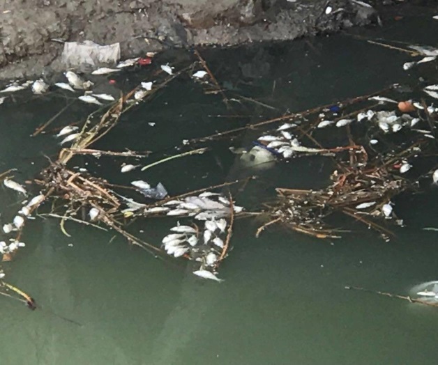 Mueren peces por falta de oxigenación en canal Anzaldúas Mueren peces por falta de oxigenación en canal Anzaldúas