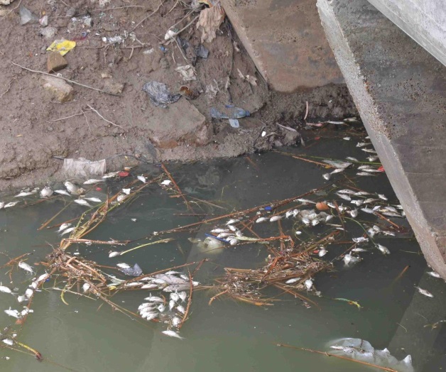 Muerte de peces en canalespor el cambio de temperatura Muerte de peces en canalespor el cambio de temperatura