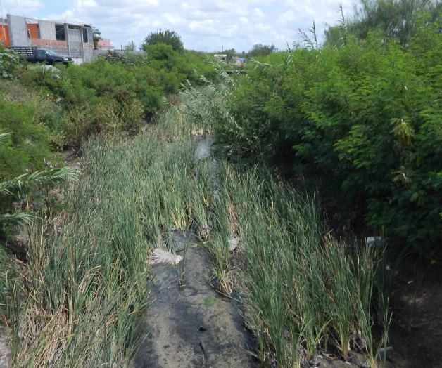 Siguen canales y drenes invadidos por hierba Siguen canales y drenes invadidos por hierba