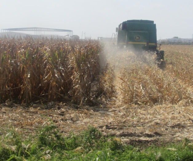 Paralizan lluvias trillas en Ribereña Paralizan lluvias trillas en Ribereña