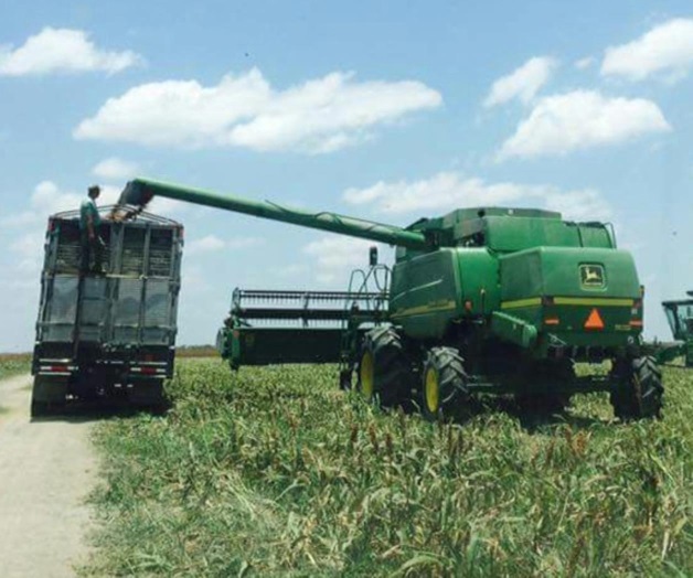 Culmina cosecha de sorgo Culmina cosecha de sorgo