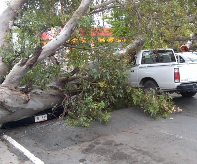 Cae un árbol sobre postes y vehículos Cae un árbol sobre postes y vehículos