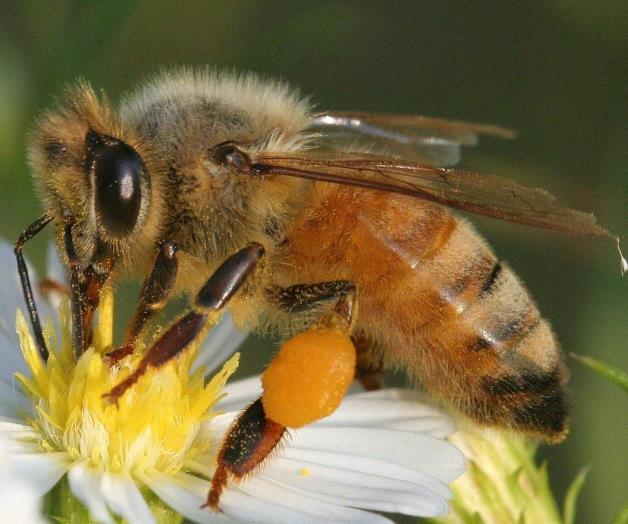 ¿Qué ocurre con las abejas?