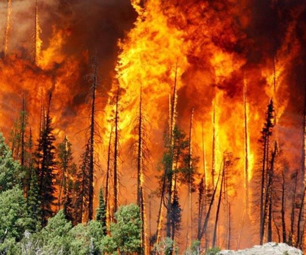 Incendio forestal pone en emergencia a Arizona Incendio forestal pone en emergencia a Arizona