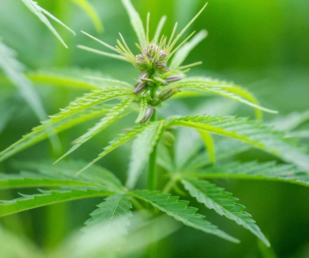 Primer empresa de de cannabidiol inicia operaciones en México Primer empresa de de cannabidiol inicia operaciones en México